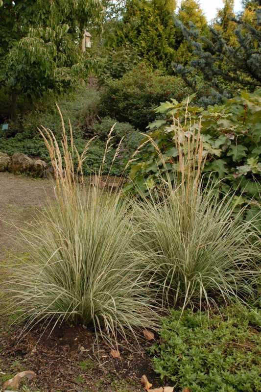 Best Ornamental Grasses